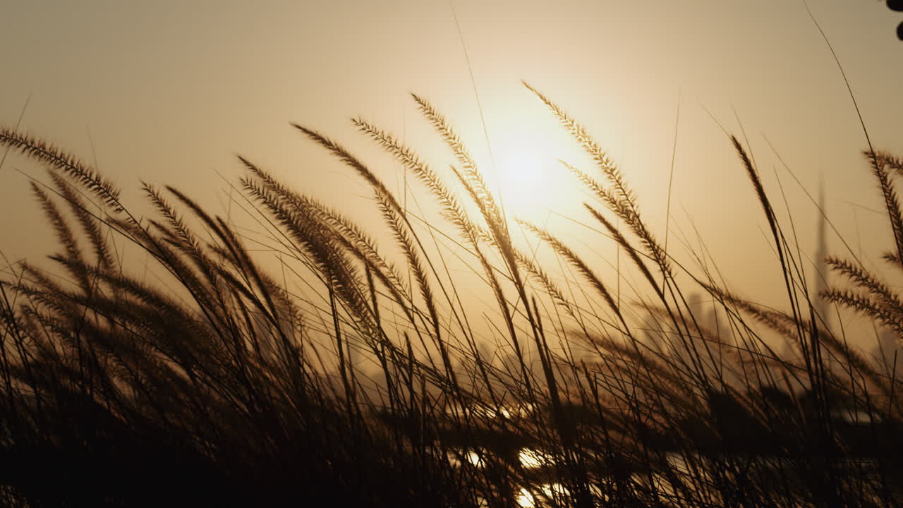 Golden Sunset Over Dubai Grasslands