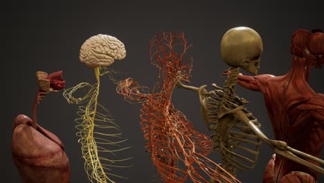 ilustración animada de la anatomía humana en 3d