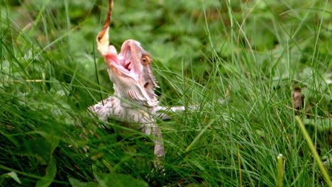 Eidechse-Frisst-Ein-Blatt-Im-Gras