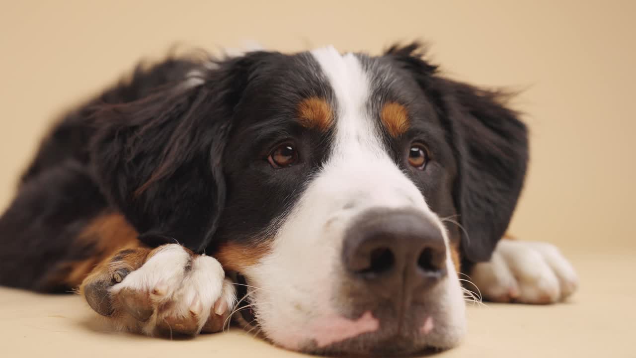 Close-up of a Bernese Mountain Dog
