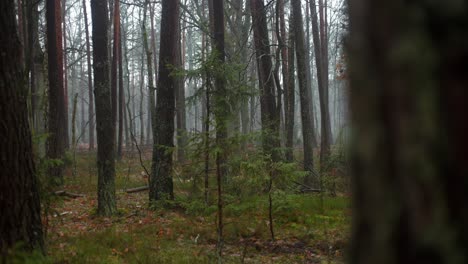 atmósfera brumosa dentro de los bosques con pinos en polonia