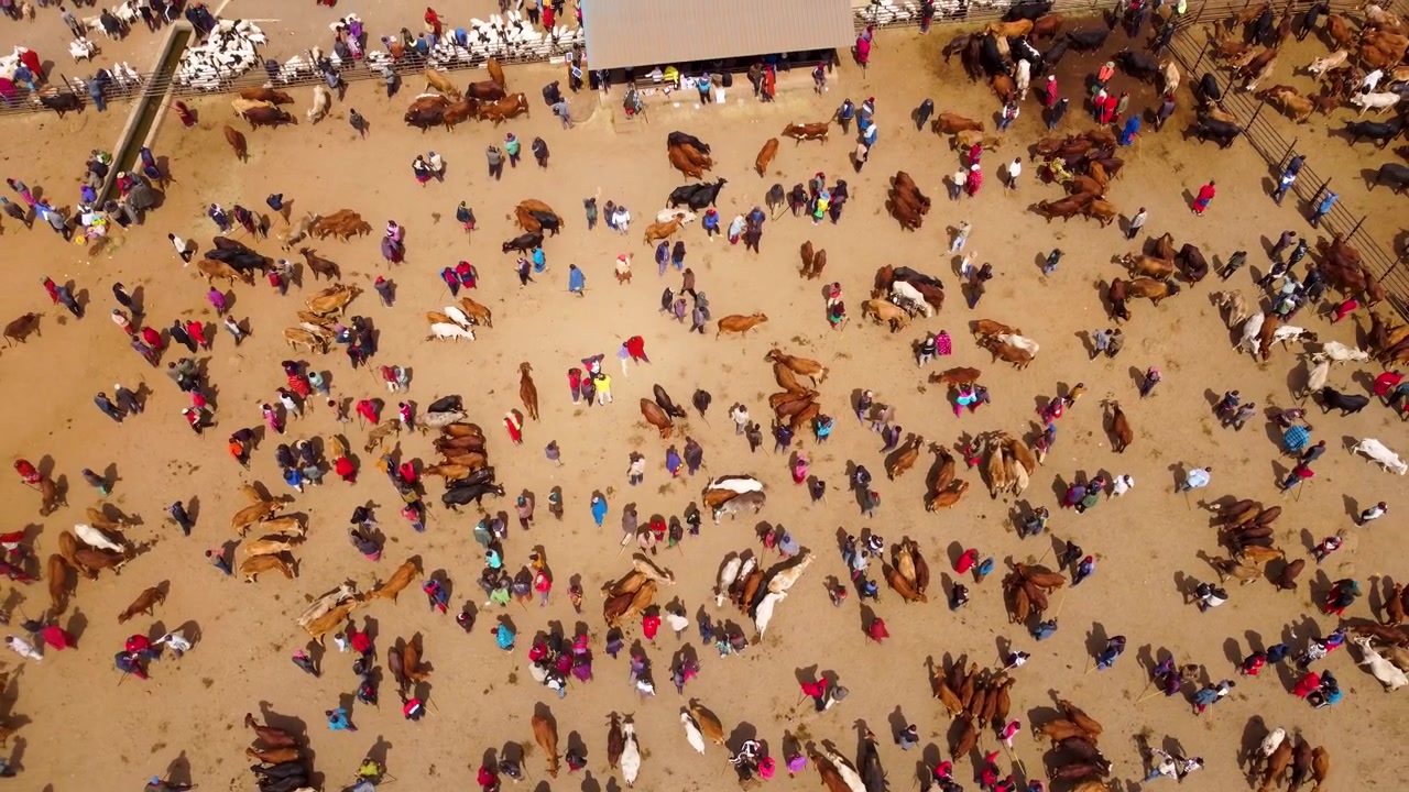 Aerial footage of the bustling Maasai livestock market in Kimana, Kenya, where cattle, goats and sheep are traded in a vibrant open-air marketplace by pastoralist communities