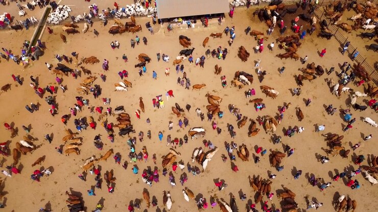 Aerial footage of the bustling Maasai livestock market in Kimana, Kenya, where cattle, goats and sheep are traded in a vibrant open-air marketplace by pastoralist communities