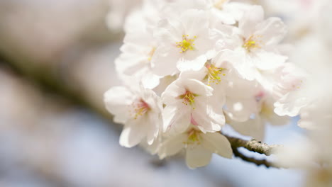 flores de cerezo blancas en primavera en el templo de tsubosakadera en takatori, japón