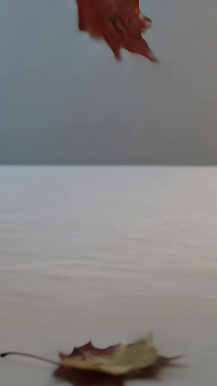 Vertical video: Entering left, red maple leaf falling across grey wall to white shelf, brown leaves