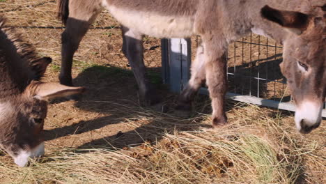 Slow-motion-shot-of-donkeys-grazing-on-wild-farmland-in-summer-and-eating-fresh-hay-of-ground