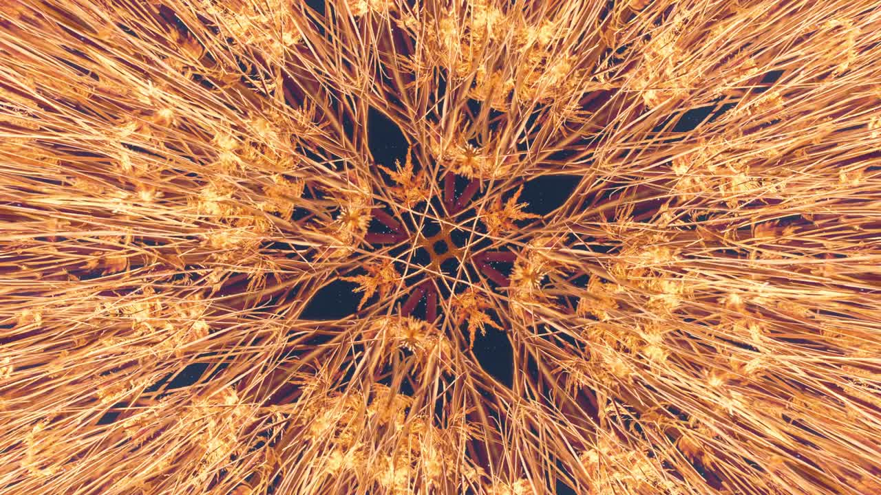 las cañas en simetría - en bucle