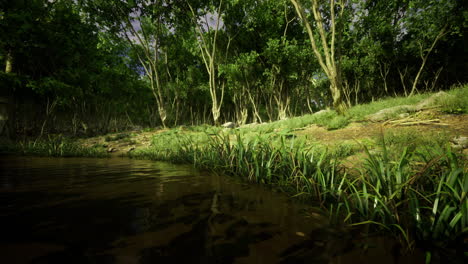 lush green forest with calm water reflecting trees and grass