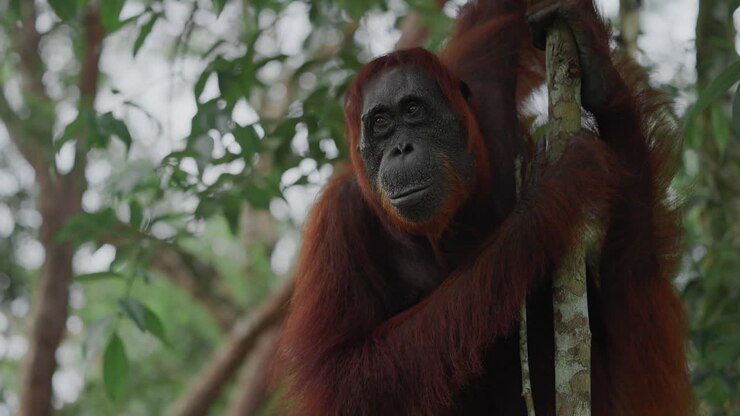 Orangutan in the rainforest