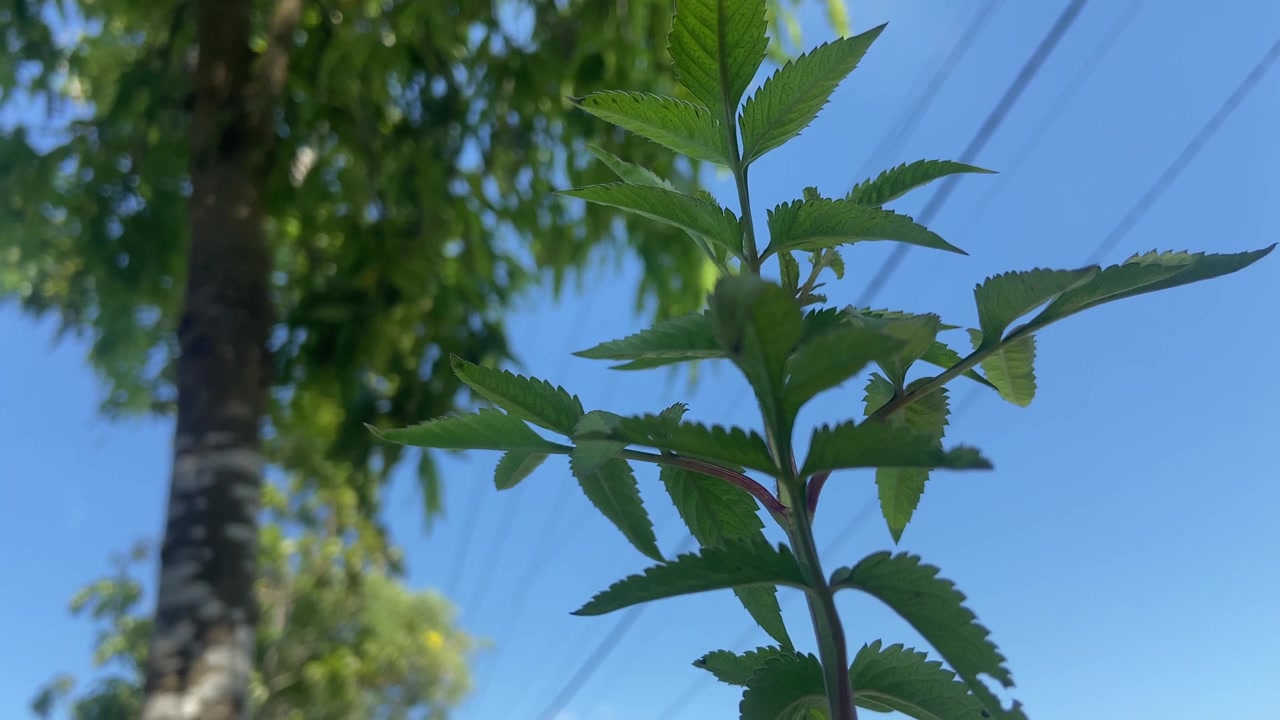 青空を背景に風にそよぐ緑の葉