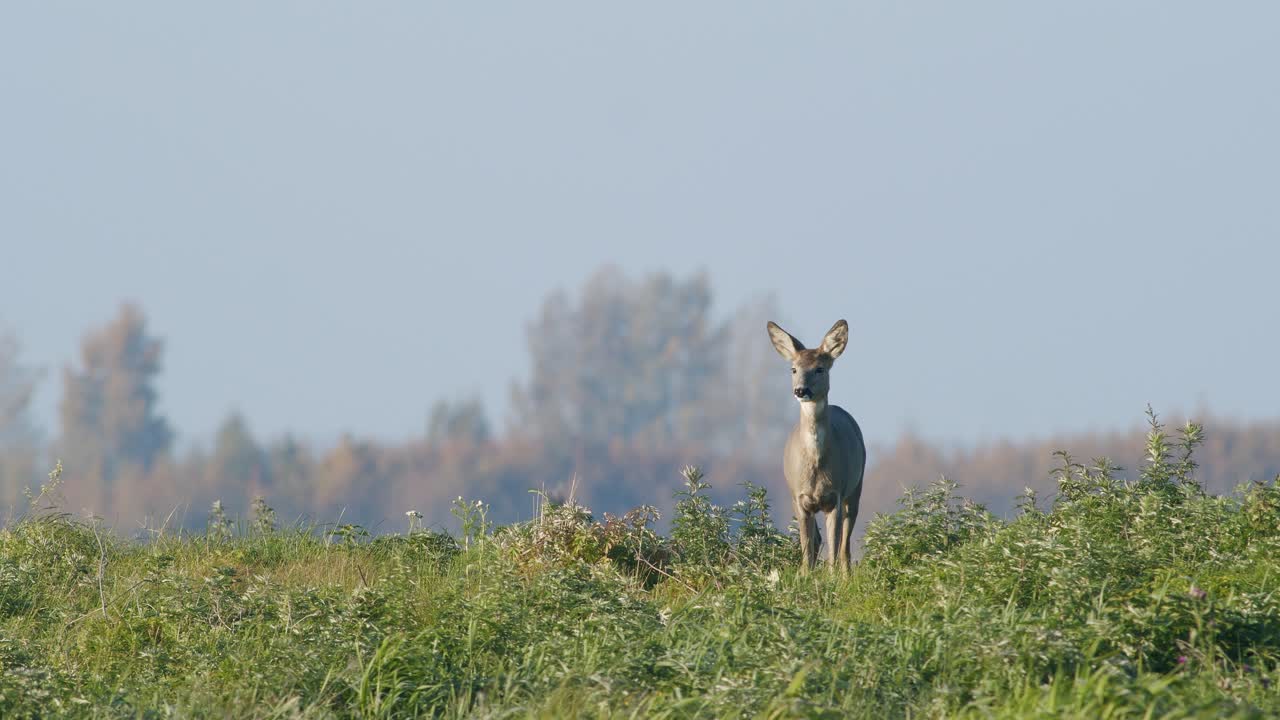 corzo salvaje común primer plano perfecto en pradera pasto otoño hora dorada luz