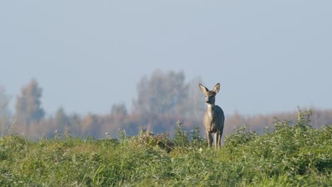 common wild roe deer perfect closeup on meadow pasture autumn golden hour light