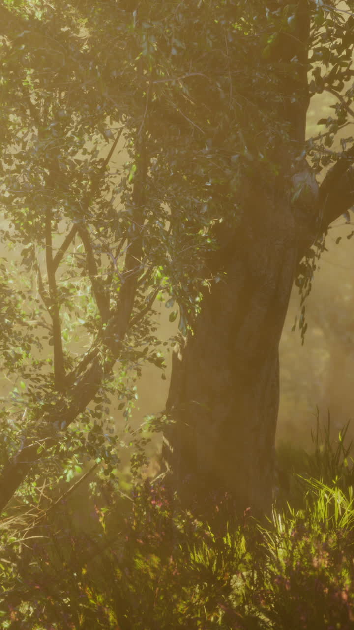 안개 숲 속 의 높은 나무