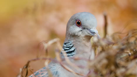 Oriental-turtle-dove-or-rufous-turtle-dove-head-close-up-in-autumn-bush