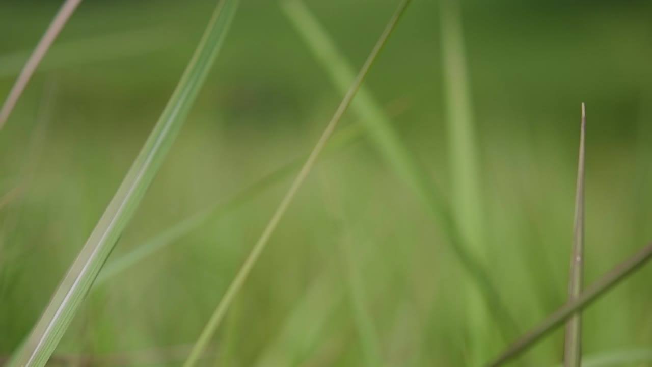 una hierba perenne originaria de asia tropical y subtropical y también introducida en varios países