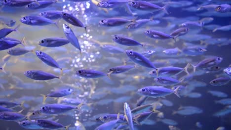 school of small fish in an aquarium, colorful underwater scene with air bubbles flowing towards water surface