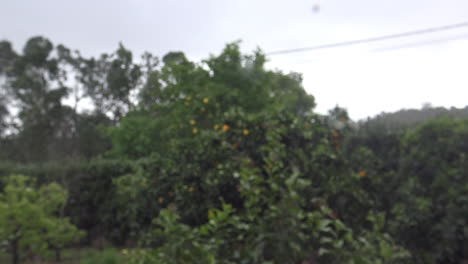 some trees with fruits from behind a window