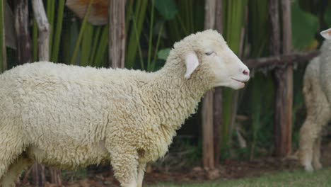 two scruffy sheep ruminating grass. panning slow motion