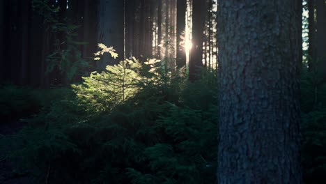 Dense-dark-coniferous-forest-illuminated-by-the-sun's-rays-in-a-hot-summer