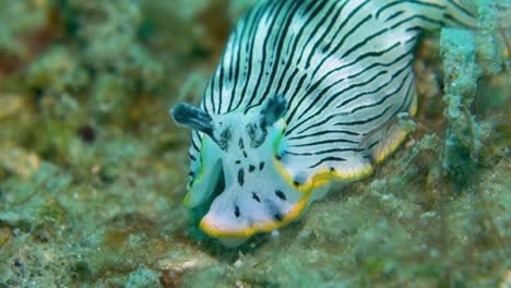 La-Babosa-De-Mar-De-Nudibranquio-Suave-Con-Rayas-Blancas-Y-Negras-Usa-La-Boca-De-La-Cabeza-Para-Buscar-Comida