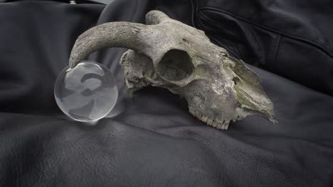 a weathered sheep skull and crystal ball positioned outdoors on a black leather jacket