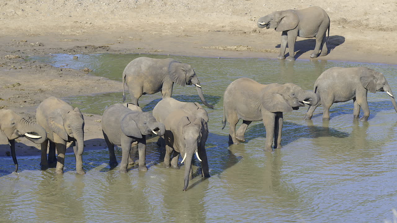 African elephant (Loxodonta africana) herd drinking water, standing next to each other, South-Africa.