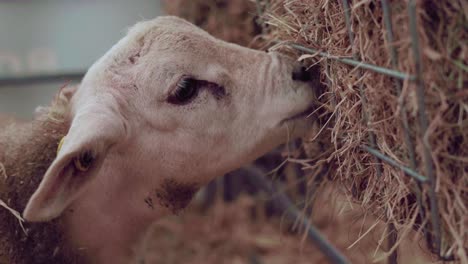 cute baby sheep feeding on hay -close up