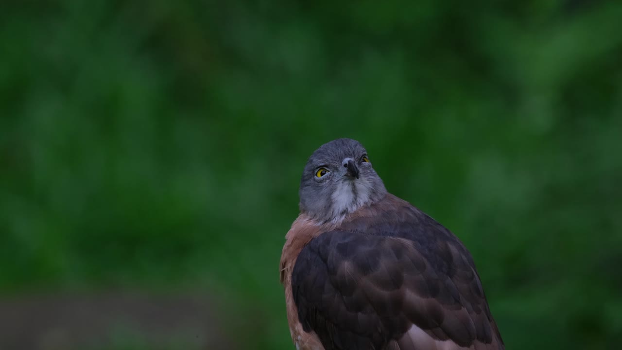 mirando hacia la cámara mostrando sus marcas en el cuello y luego mirando a su alrededor para limpiar sus plumas, el gorrión chino accipiter soloensis, filipinas