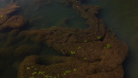moss growing underwater lake obersee glarus switzerland nature landscape