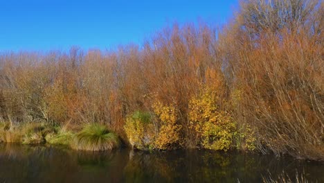 pov walking beside creek displaying amazing reflections on a clear, calm winter's day - harts creek, selwyn district (new zealand)