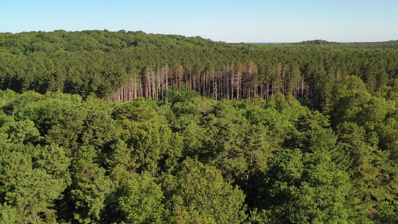Aerial View of a Lush Forest with Tall Pine Trees