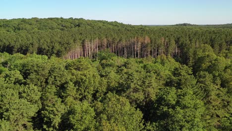 aerial view of a lush forest with tall pine trees