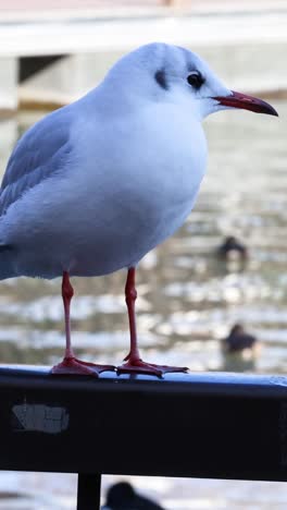 gaviota de pie en una barandilla por encima del agua