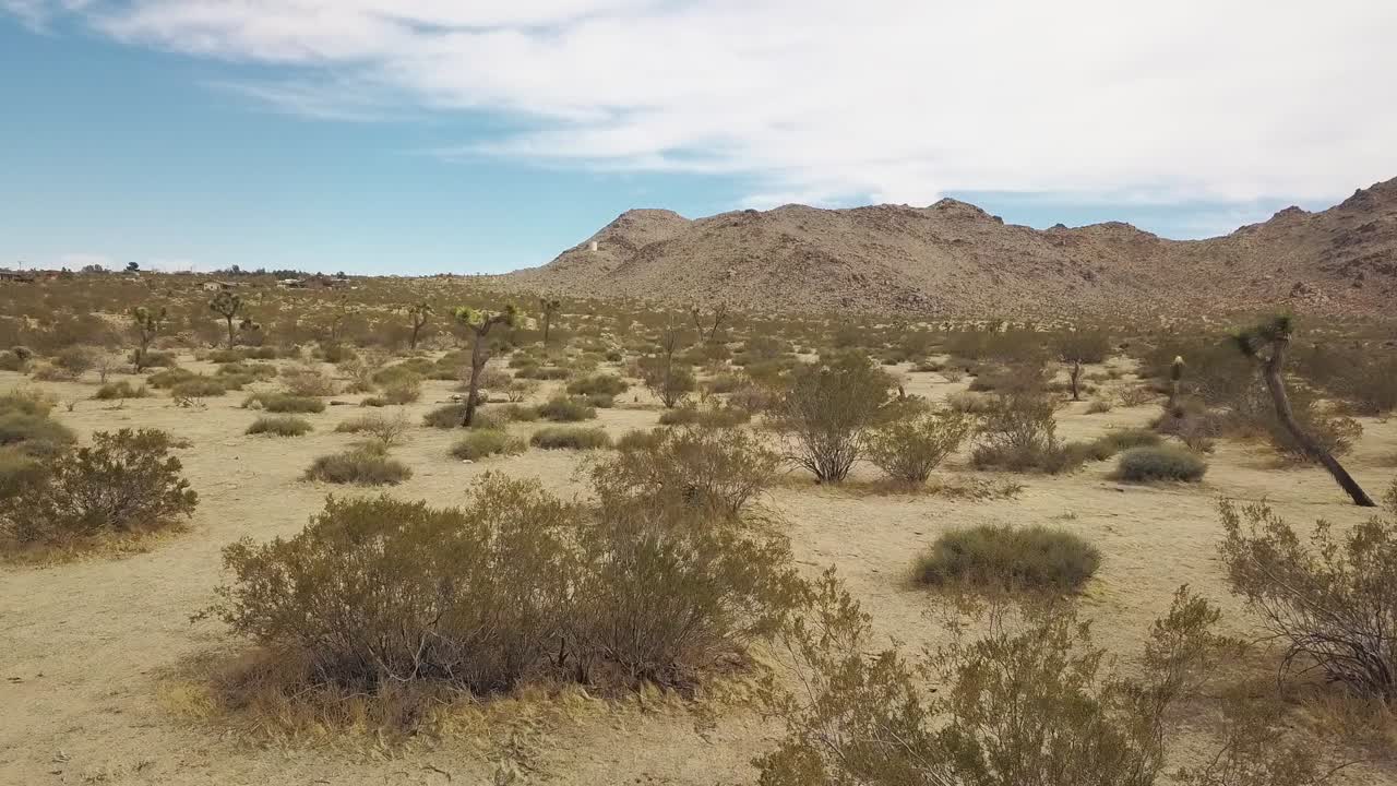 Low angle flight over sandy desert with dried plants,bush and palm tree in Joshua Tree National Park,Usa.