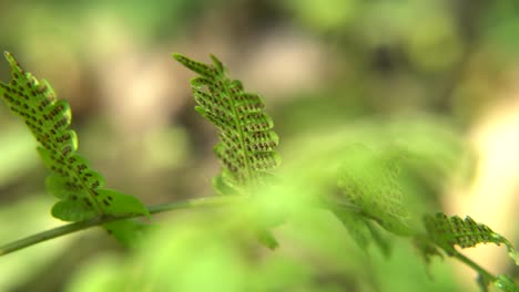 Farnpflanzen-Haben-Unter-Ihren-Blättern-Pollen,-Die-Anschließend-Abfallen-Und-Auf-Dem-Boden-Neue-Farnpflanzen-Bilden