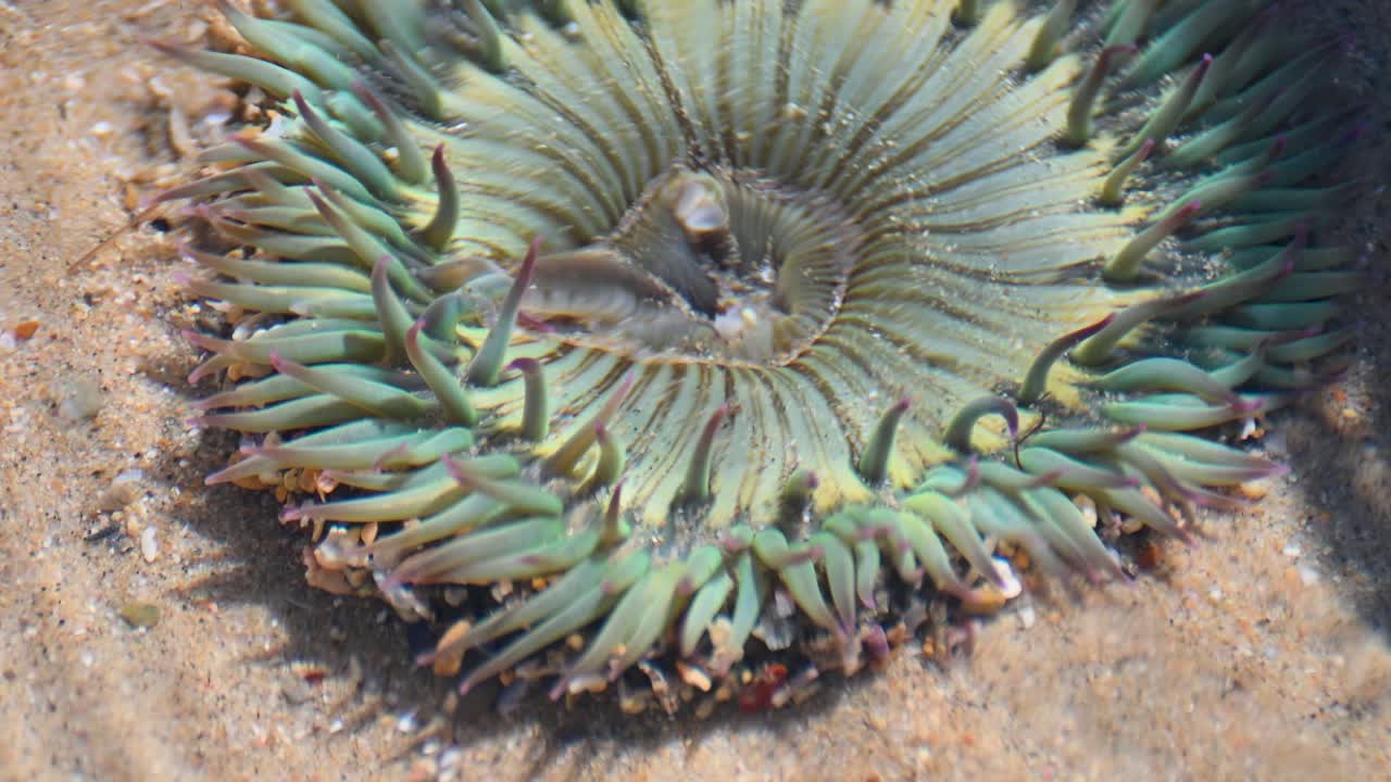 Un'anemone di mare verde vibrante con tentacoli radianti si aggrappa a una roccia in una pozza di marea a Laguna Beach, California.