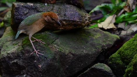 La-Pitta-De-Nuca-Oxidada-Es-Un-Ave-Confiada-Que-Se-Encuentra-En-Hábitats-De-Bosques-Montañosos-De-Gran-Altura,-Hay-Muchos-Lugares-En-Tailandia-Para-Encontrar-Esta-Ave