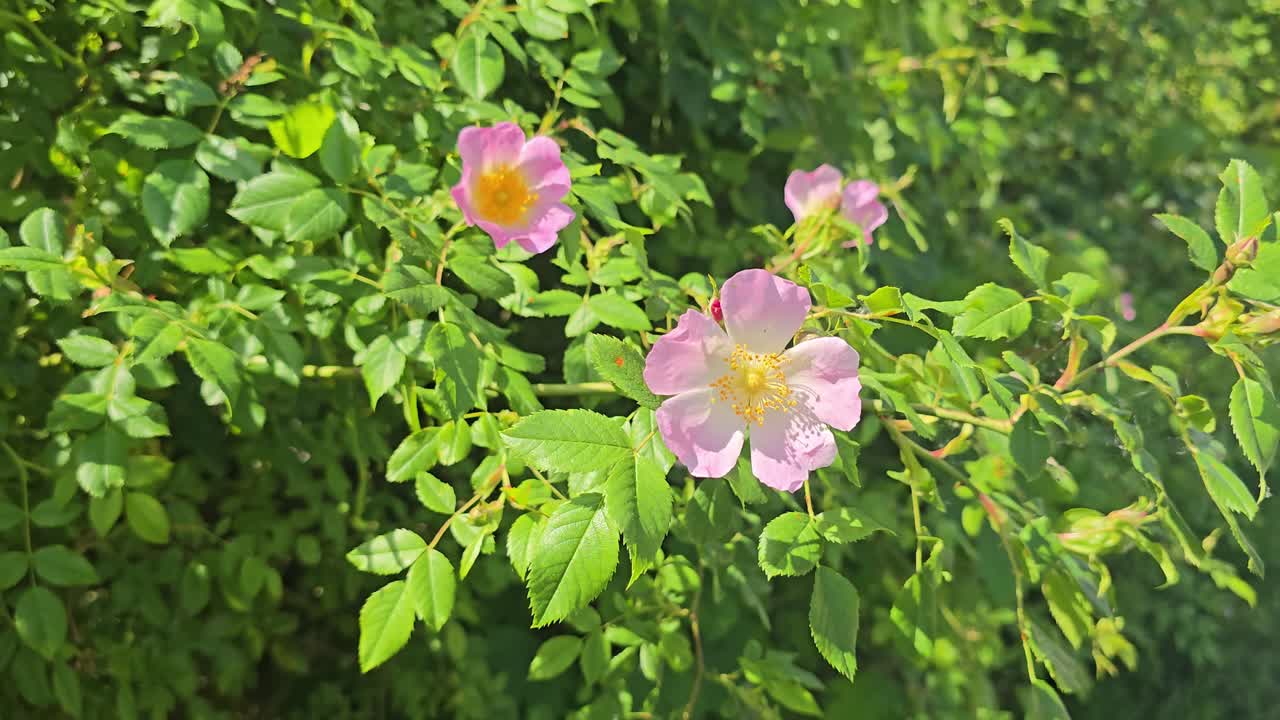 Rosas silvestres rosadas florecen en un denso arbusto verde a plena luz del día.