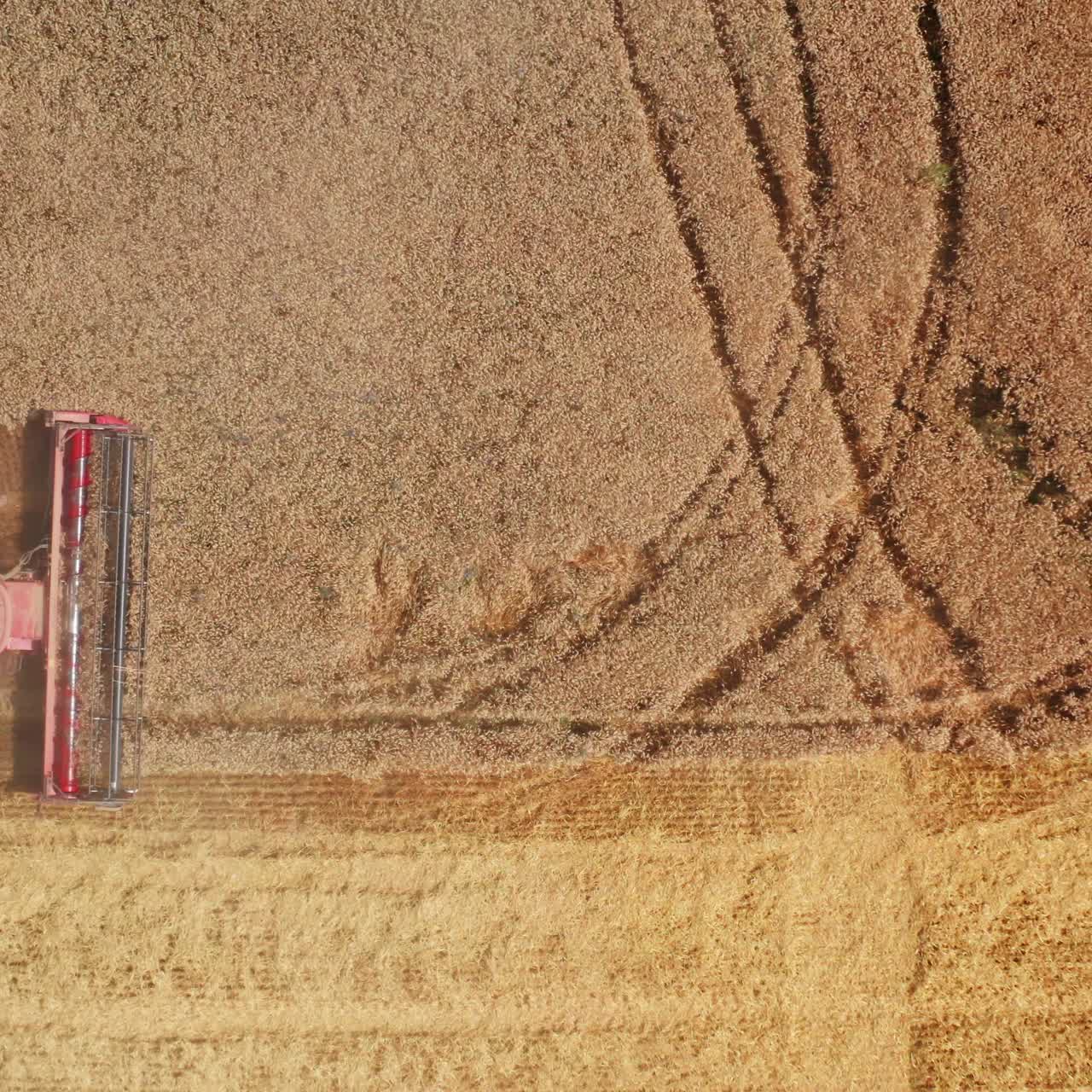 Process of picking crops of wheat in the field. Red modern harvester machine cut the ripe bread. Aerial view