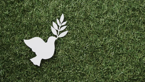 close up of white white dove with leaf and copy space on grass background