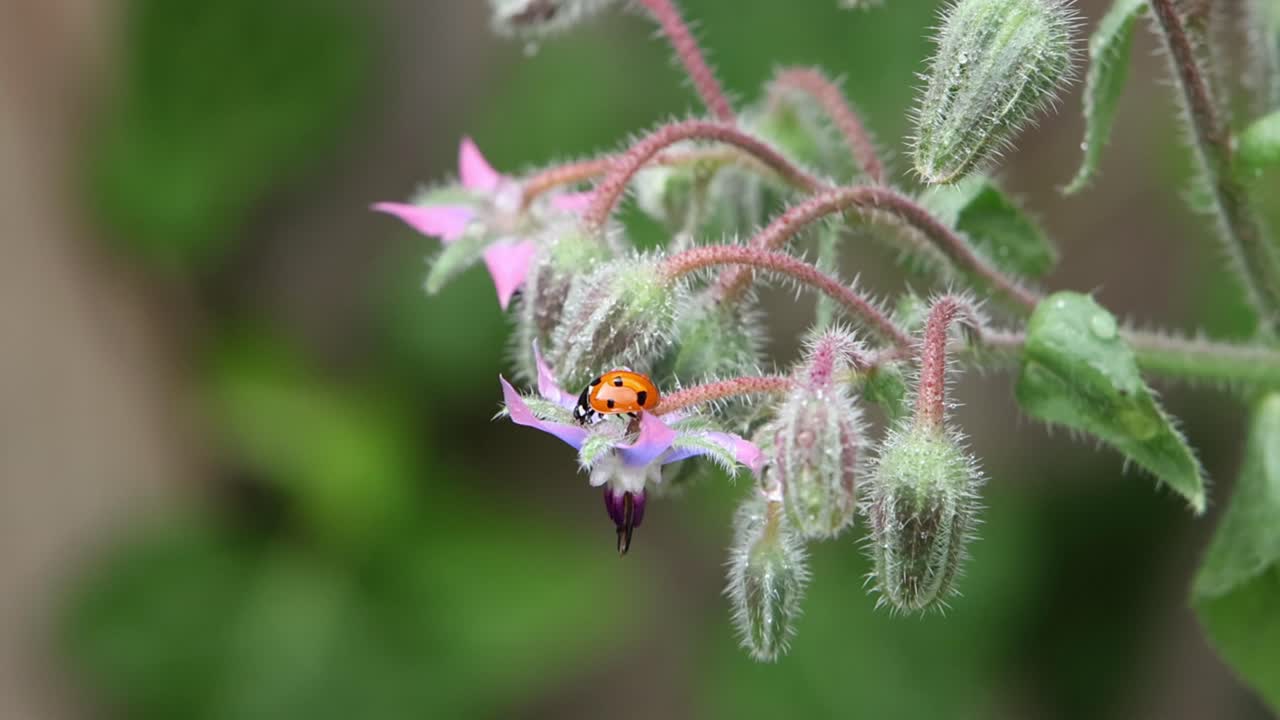 A Seven-Spotted Ladybird, Coccinella septempunctata, on a Borage , Borago officinalis in a UK garden