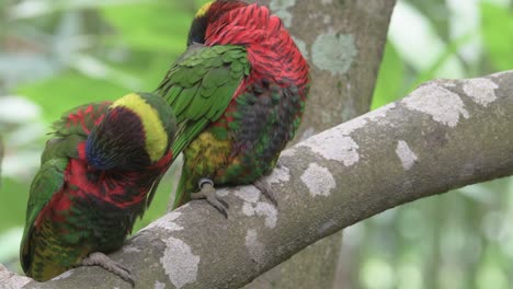 two parrots sitting in tree branch and making love to each other