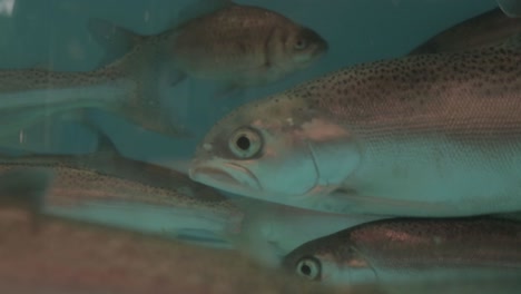 macro view on schooling freshwater salmon