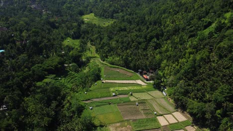 Panoramic-aerial-overview-of-terraced-rice-paddy-farm-fields-in-the-mountain-valley