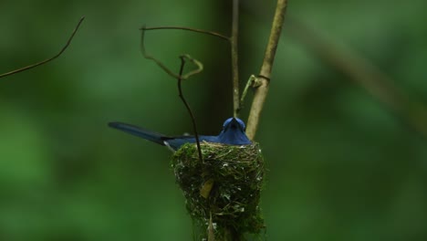 papamoscas azul de nuca negra, hypothymis azurea, tailandia