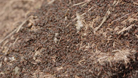 Nido-De-Hormigas-De-Madera-Roja,-Formica-Rufa,-En-Un-Bosque-En-Suecia,-De-Cerca