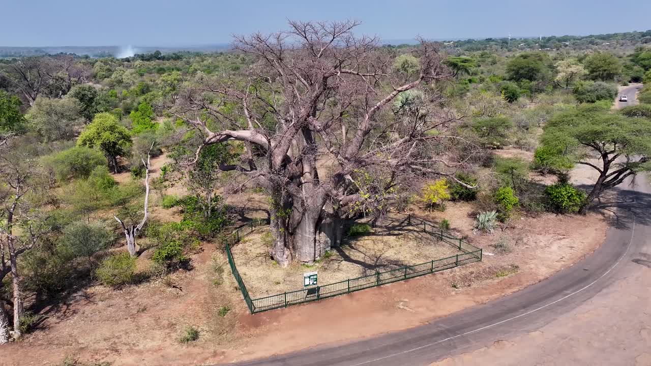 Aerial View of a Giant Baobab Tree in Africa