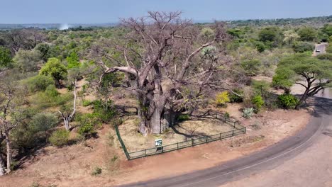 aerial view of a giant baobab tree in africa