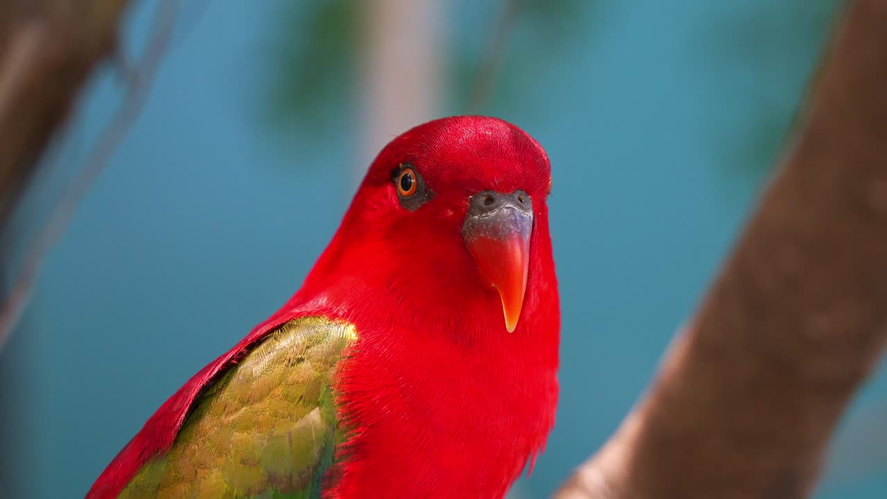 Close up shot of a vibrant red Chattering Lory (lorius garrulus) perched on tree branch, curiously wondering around the surroundings