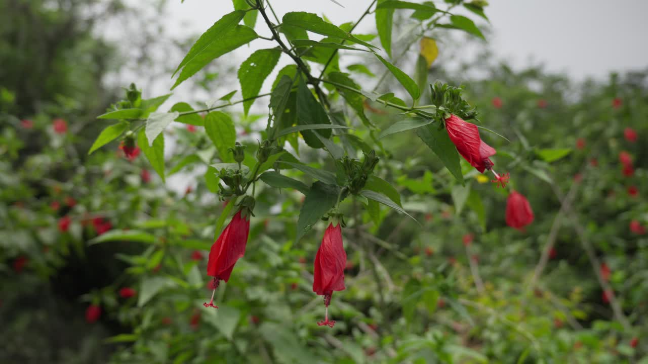 Close-up of a dormant hibiscus flower in the morning